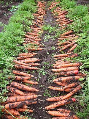 Как сажать морковь семенами в открытом грунте, чтобы не прореживать