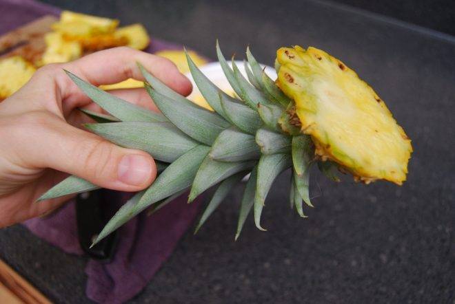 Как вырастить ананас из верхушки в домашних условиях: пошаговая инструкция - sadovnikam.ru