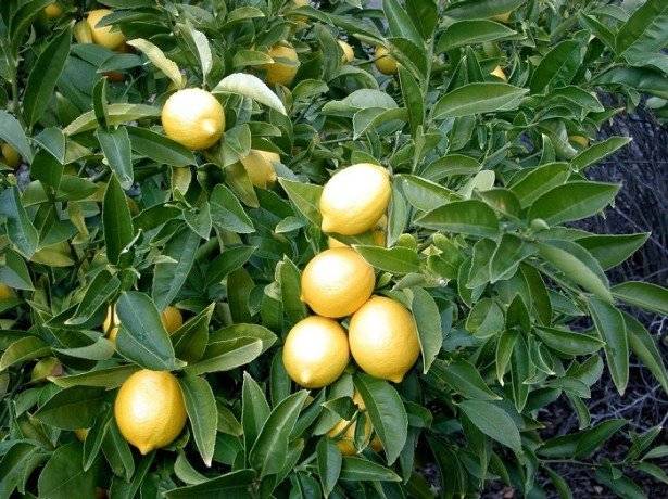 Домашний лимон условия выращивания в горшке, в домашних условиях, размножение растения