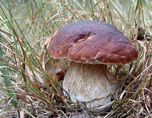 Ядовитые грибы – список, фото, название, описание, видео, как отличить