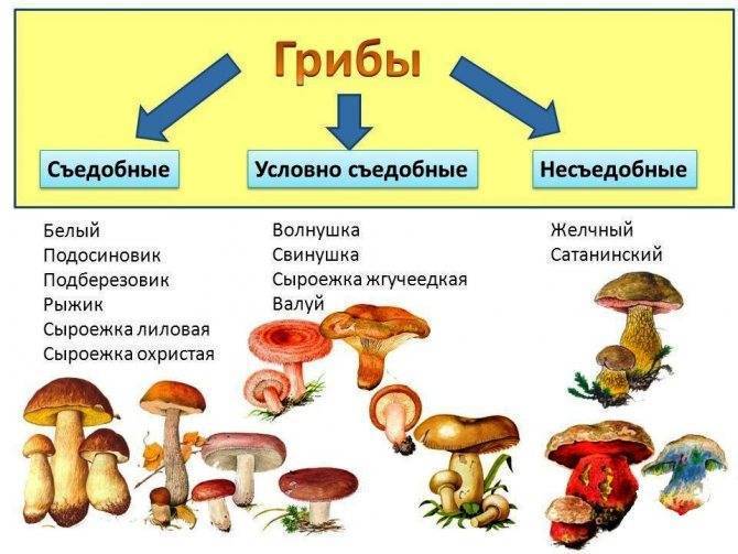 Валуй гриб: фото, описание, приготовление