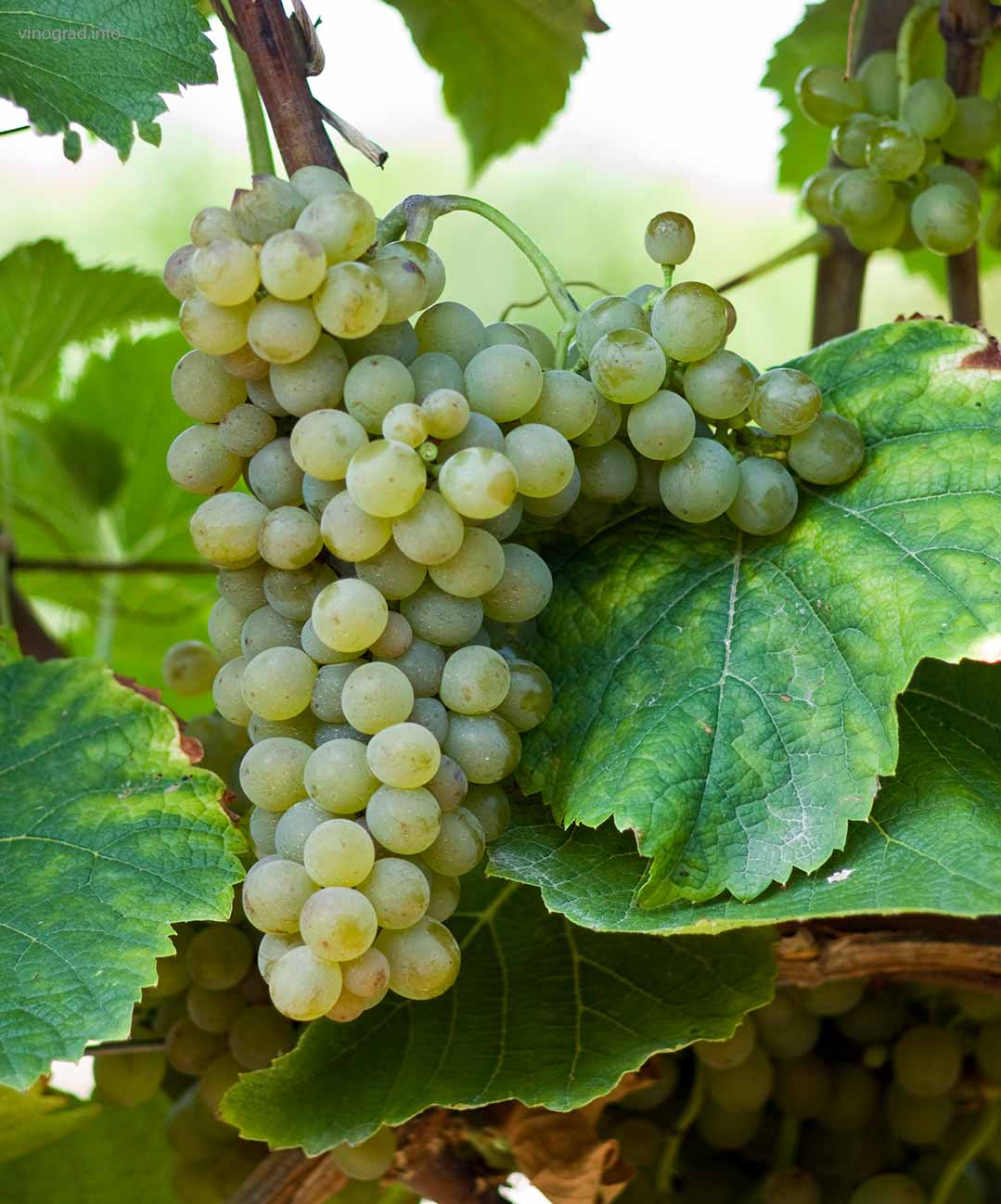 Виноград солярис: описание сорта, фото, отзывы - новости, статьи и обзоры