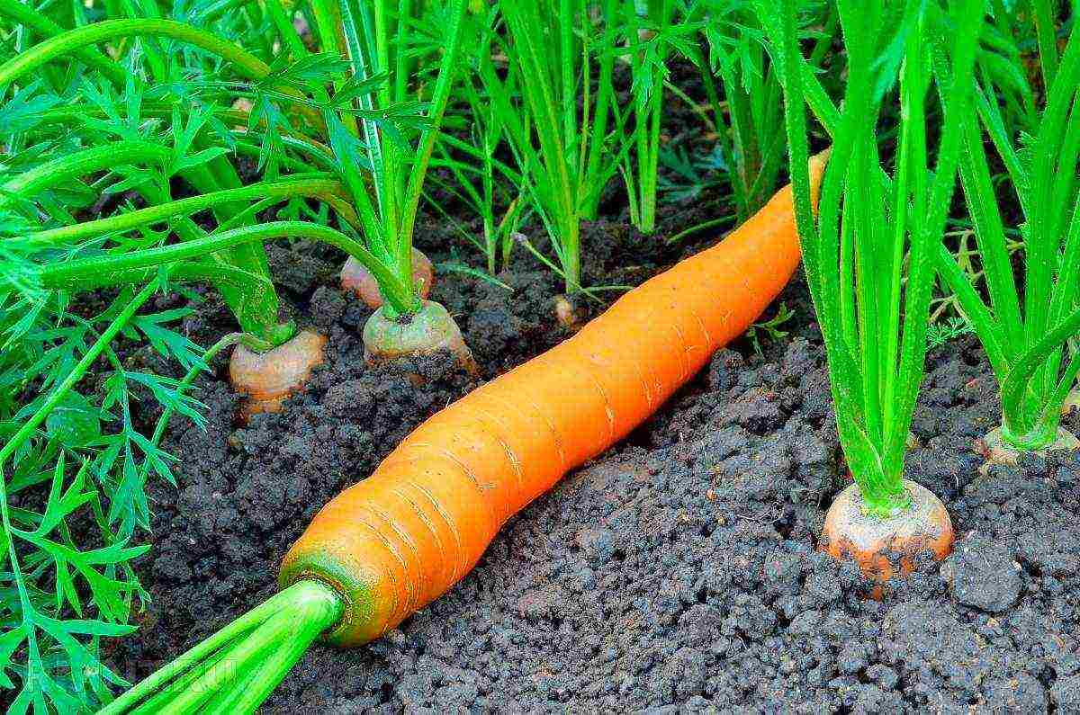 Как правильно сеять морковь весной в открытый грунт