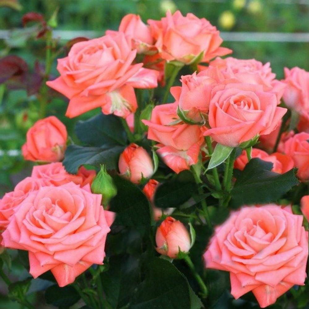 Спрей роза — что это такое? популярные сорта, посадка и уход за цветами