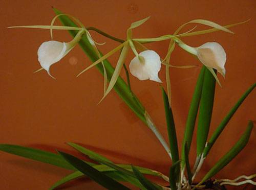 Орхидея брассавола: описание, отзывы, посадка и уход в домашних условиях, пересадка