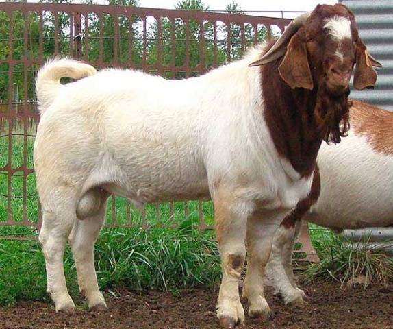 Немецкая пестрая порода коз – описание, особенности 2021