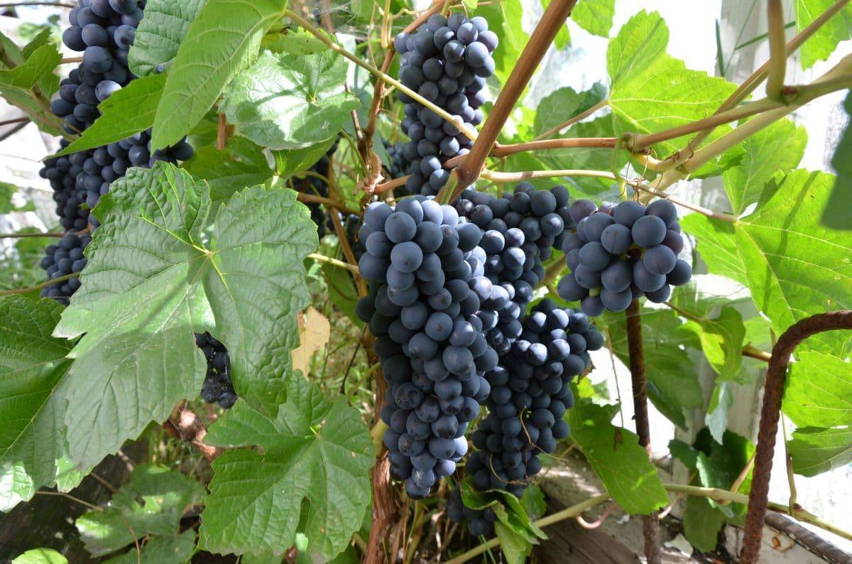 Обрезка винограда весной: видео для начинающих