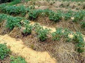 Выращивание картофеля в домашних условиях: посадка и уход