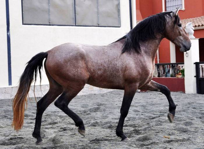 Андалузская порода лошадей — описание и характеристика