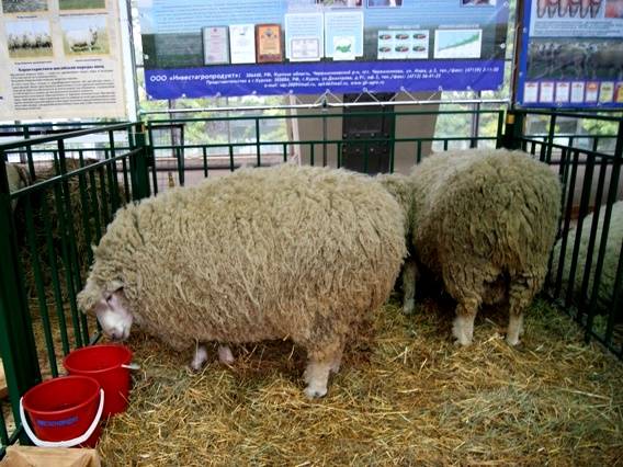Куйбышевская порода овец: описание и характеристика