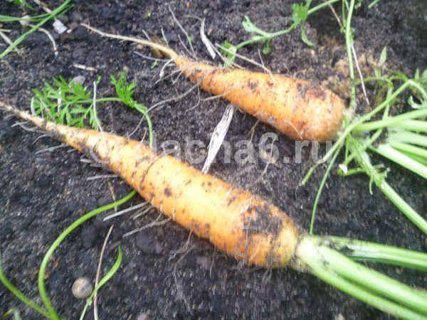 Посев моркови под зиму в 2020 году: когда сажать, сроки