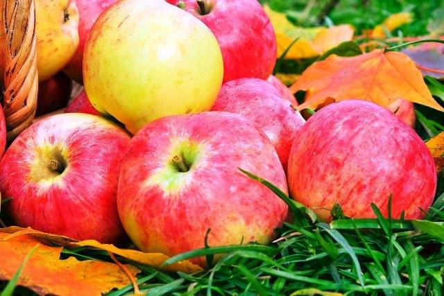 Когда собирать яблоки на хранение на зиму? | садоёж