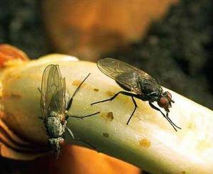 Луковая муха - как бороться с ней на грядке и дома