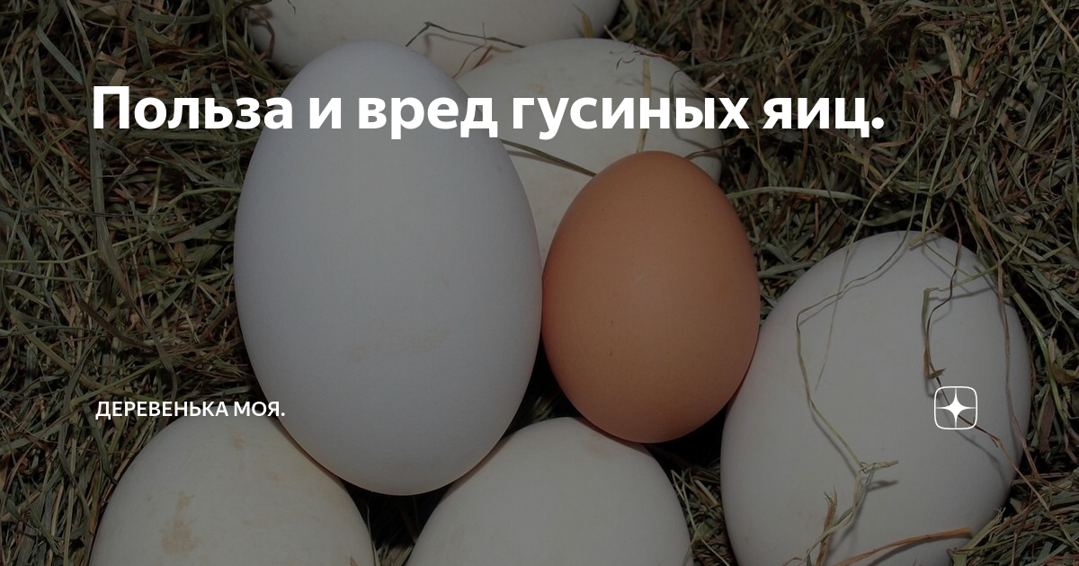 Гусиные яйца: польза и вред, чем они отличаются от куриных, сколько их варить и можно ли их есть?