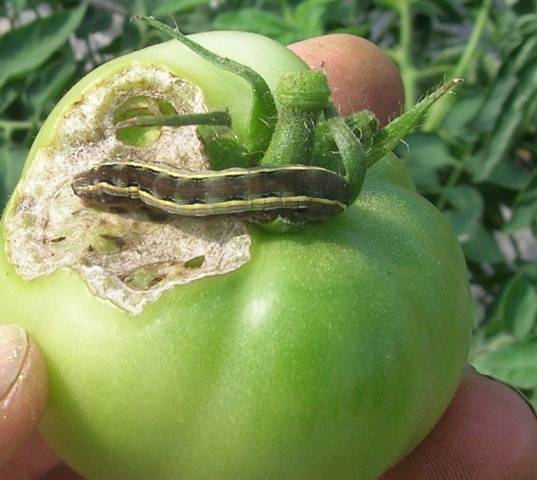 Спасаем урожай томатов своими силами — вредители помидоров в теплице и методы борьбы с ними