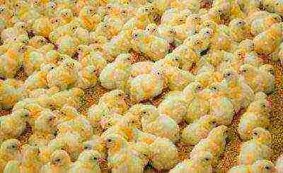 Кормление цыплят несушек в домашних условиях: их рацион, таблица нормы питания в граммах, а также потребление еды после 5 дней жизни selo.guru — интернет портал о сельском хозяйстве