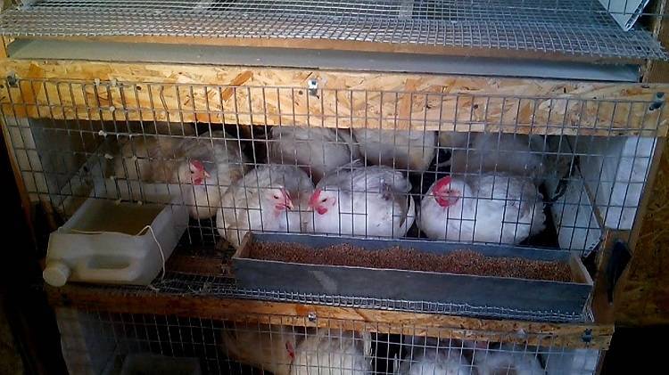 Клетки для бройлеров (47 фото): размеры. как сделать клетки для выращивания цыплят своими руками по чертежам в домашних условиях?