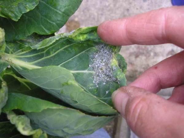 Чем обработать капусту от вредителей: химические и народные средства