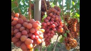 Великолепный гибридный сорт винограда гурман: описание и особенности выращивания