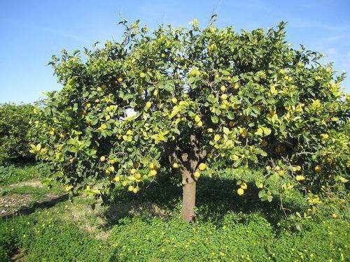 Выращиваем лимонное дерево в домашних условиях