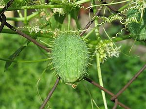 Растение бешеный огурец обыкновенный: фото и описание плодов, свойства и рецепты применения в народной медицине