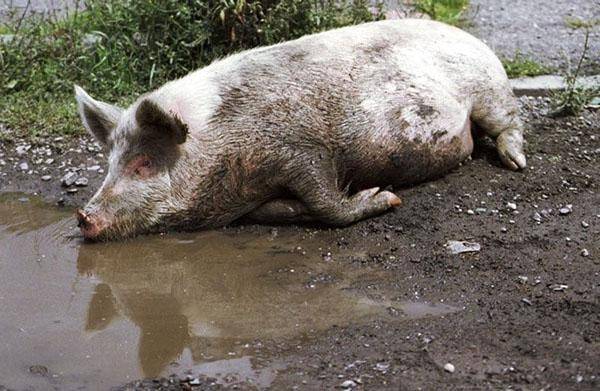 Как распознавать и лечить рожу у свиней: важная информация – клуб любителей хрюш