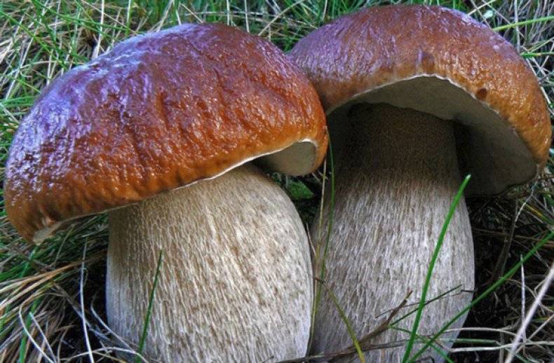 Ядовитые грибы крыма - фото и описание