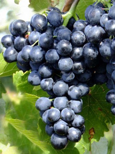 Виноград молдова: описание сорта, выращивание