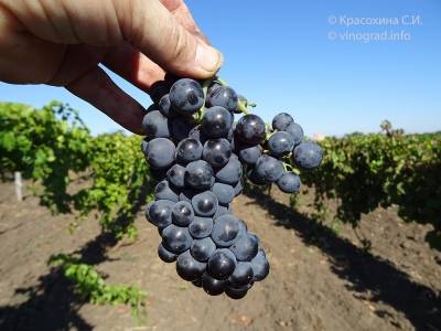 Сорт винограда левокумский: что нужно знать о нем, описание сорта, отзывы