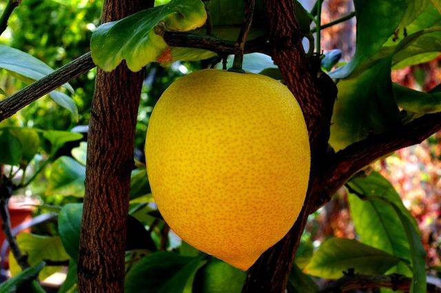 Лимон — овощ или фрукт или… ?