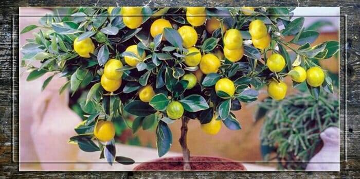 Павловский лимон — уход в домашних условиях, описание сорта (фото) и история, болезни и обрезка комнатного лимона