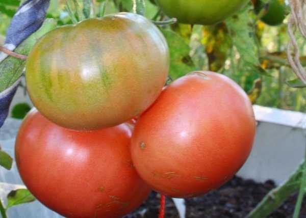 Подбор самых известных сортов помидоров по алфавиту 1000 +