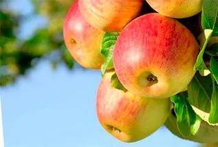 Сорт яблони башкирский красавец - медоносы | описание, советы, отзывы, фото и видео