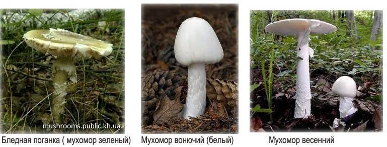Самые ядовитые грибы в россии – список, название, описание, фото и видео