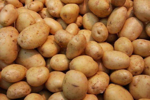 Сорт картофеля гала: характеристика, описание, отзывы | спутниковые технологии