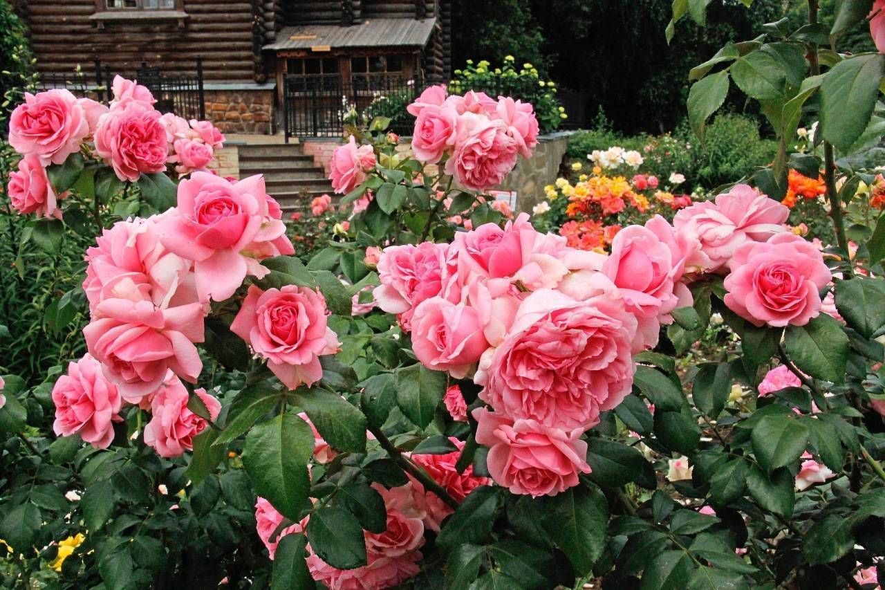 Розы флорибунда и её сорта на фото: посадка и уход в процессе выращивания
