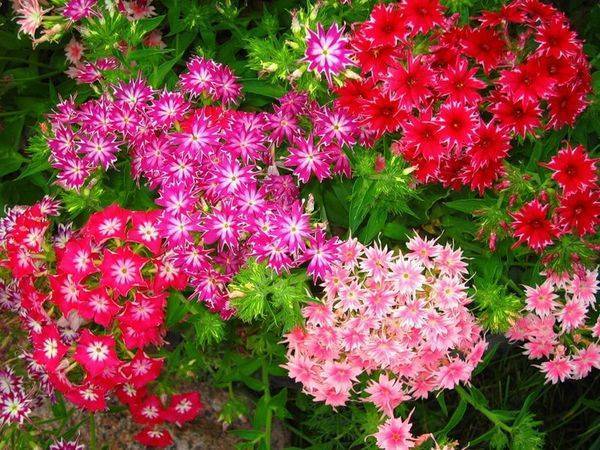 Гвоздика садовая многолетняя: фото цветов, выращивание из семян, посадка, уход и размножение
