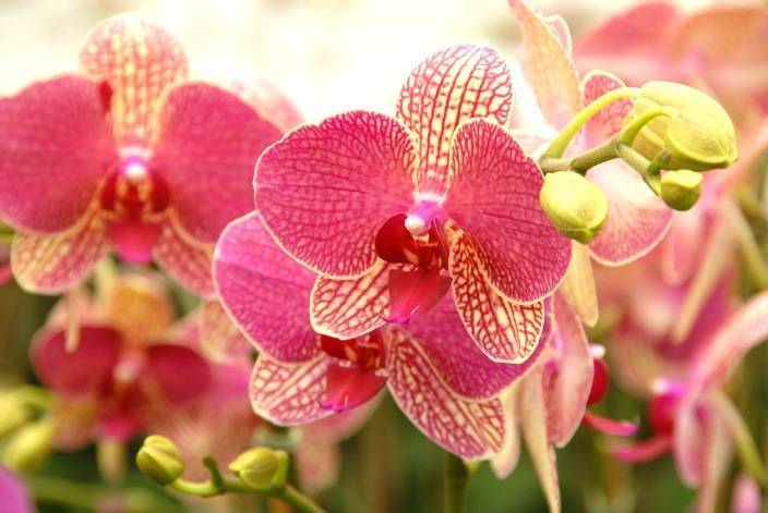 Орхидея каттлея: советы по уходу и пересадке. как зацвести каттлею в домашних условиях.