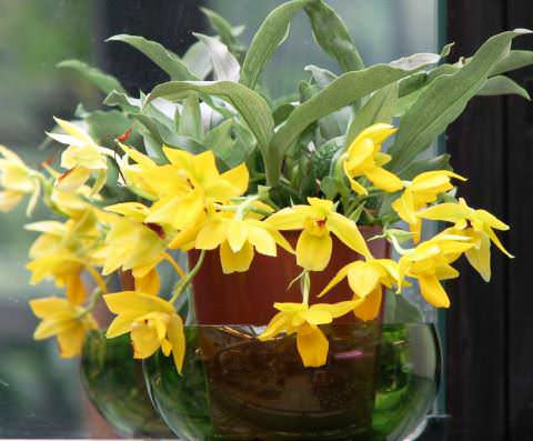 Орхидея аскоцентрум: уход в домашних условиях, пересадка