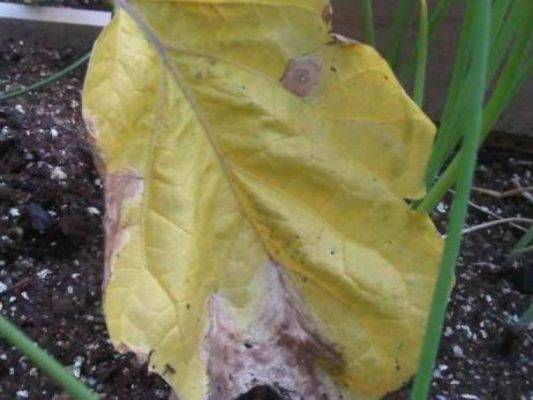 Почему желтеют листья у баклажанов: что делать?