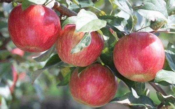 Характеристика яблони славянка