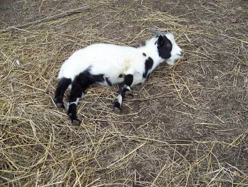 Почему козы падают в обморок при испуге