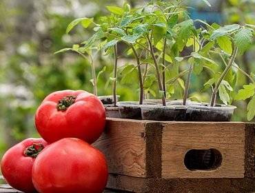 Выращивание помидор в парниках: детальная инструкция