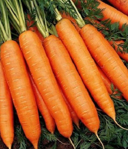 Нандрин морковь посадка и уход