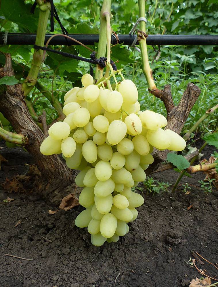 Зарница: описание сорта винограда и особенности выращивания