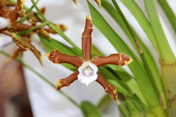 Орхидея мильтония: описание и уход в домашних условиях, подробные инструкции с фото мильтониопсиса и видео