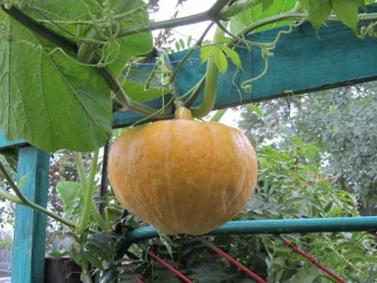 Выращивание рассады тыквы и посадка в открытый грунт чем подкормить рассаду тыквы как поливать