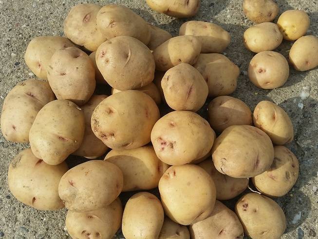 Картофель лилли: описание сорта, фото, отзывы о вкусовых качествах и характеристика урожайности, особенности посадки и выращивания
