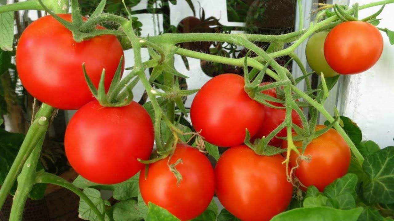 Практические рекомендации по выращиванию помидоров в пластиковых бутылках на балконе