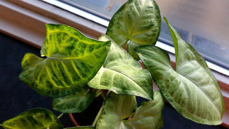 Уход в домашних условиях за растением – сингониум